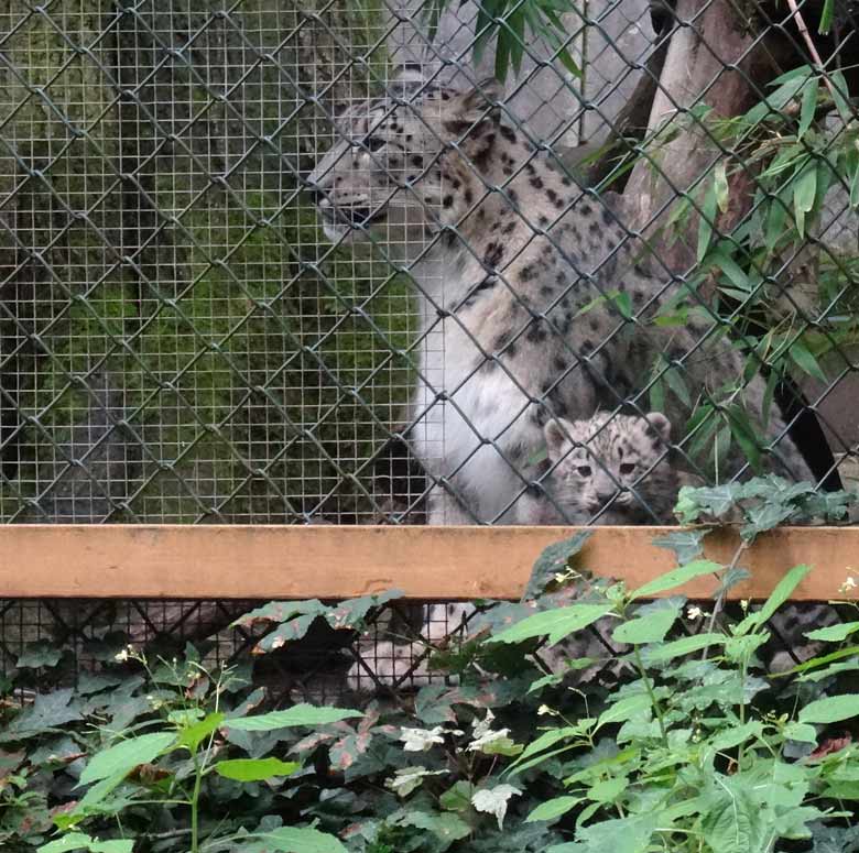 Schneeleopardenkatze Aditi mit Jungtier am 4. August 2016 auf der kleinen Außenanlage der Schneeleoparden im Zoologischen Garten Wuppertal