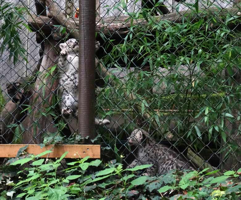 Schneeleoparden-Jungtiere am 4. August 2016 auf der kleinen Außenanlage der Schneeleoparden im Grünen Zoo Wuppertal