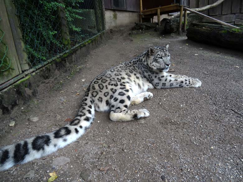 Schneeleopardenkater Irbis am 4. August 2016 auf der alten großen Außenanlage der Schneeleoparden im Wuppertaler Zoo