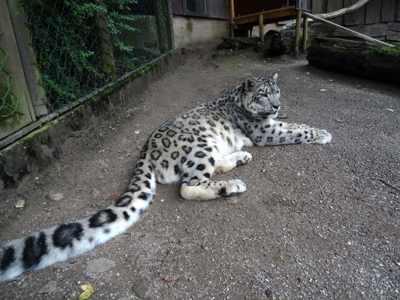 Schneeleopardenkater Irbis am 4. August 2016 auf der alten großen Außenanlage der Schneeleoparden im Wuppertaler Zoo