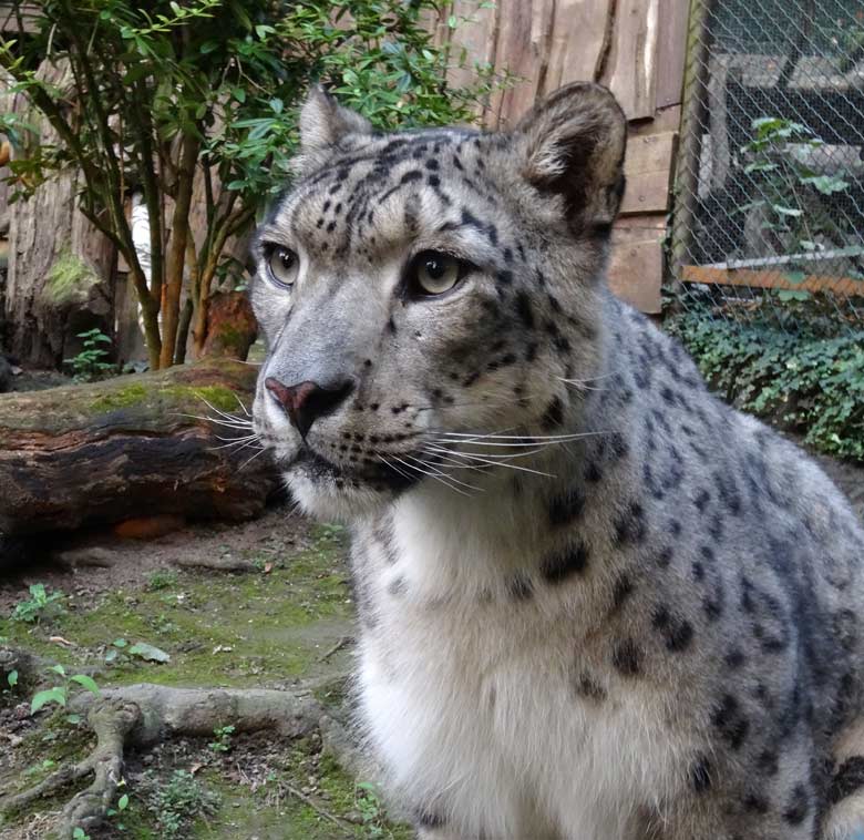 Schneeleoparden-Kater Irbis am 26. August 2016 im Wuppertaler Zoo