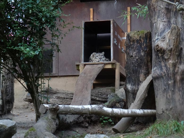 Schneeleoparden-Kater IRBIS am 9. September 2016 auf der alten Außenanlage der Schneeleoparden im Grünen Zoo Wuppertal