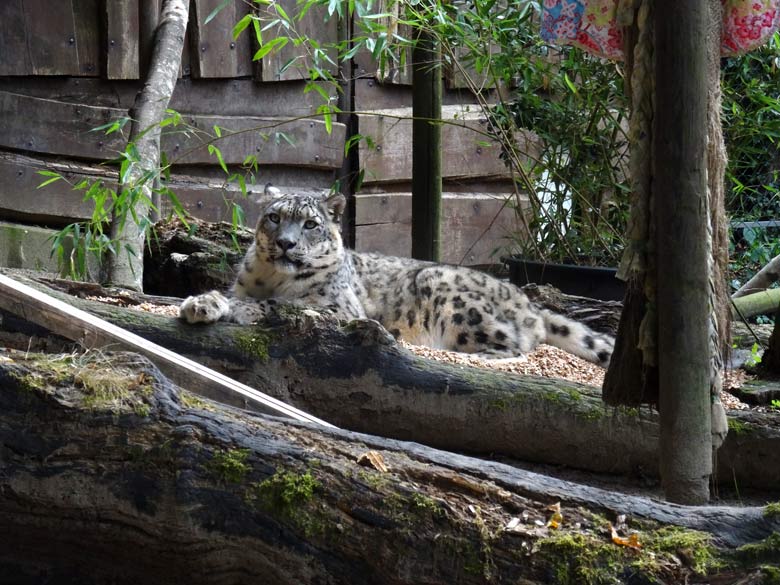 Schneeleoparden-Kater IRBIS am 16. September 2016 im Zoo Wuppertal