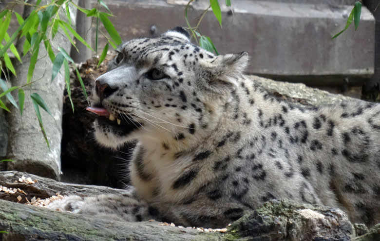 Schneeleoparden-Kater IRBIS am 16. September 2016 im Wuppertaler Zoo