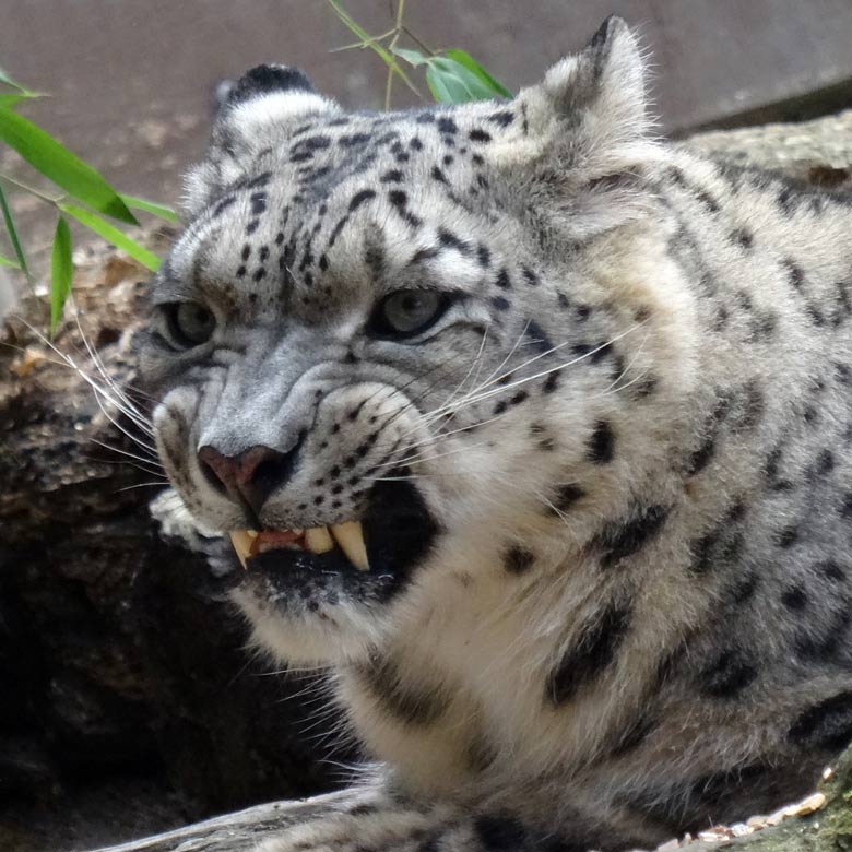 Schneeleoparden-Kater IRBIS am 16. September 2016 im Grünen Zoo Wuppertal