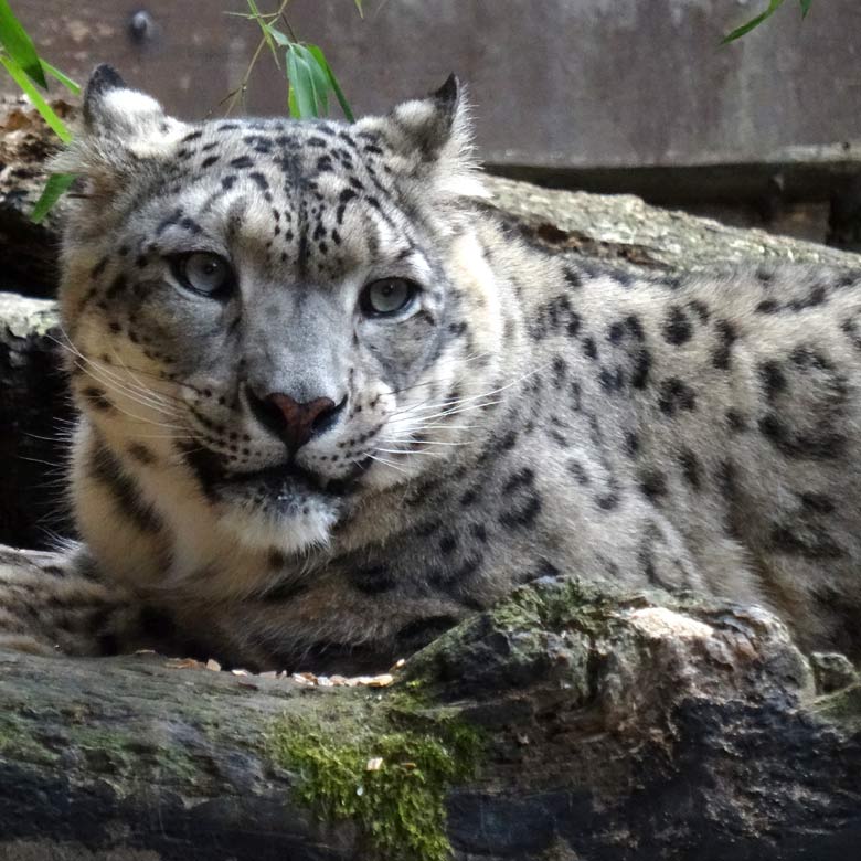 Schneeleoparden-Kater IRBIS am 16. September 2016 im Zoologischen Garten der Stadt Wuppertal