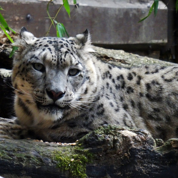 Schneeleopard Irbis im Wuppertaler Zoo am 16. September 2016