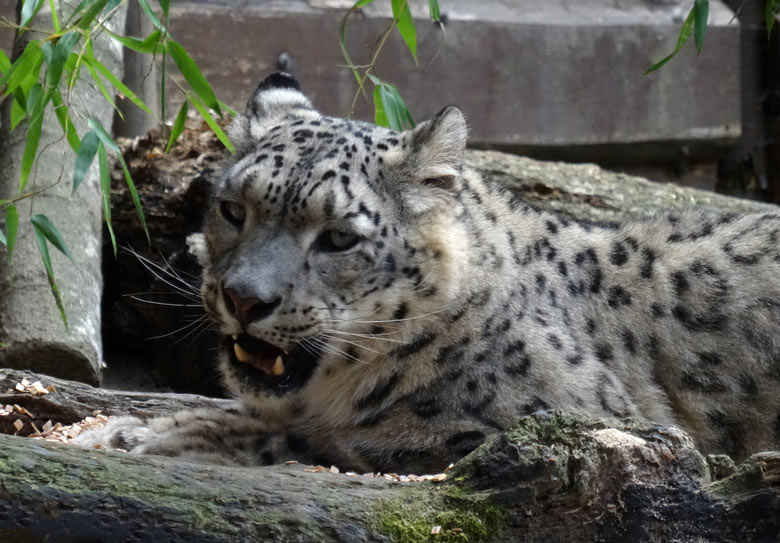 Schneeleoparden-Kater IRBIS am 16. September 2016 im Wuppertaler Zoo