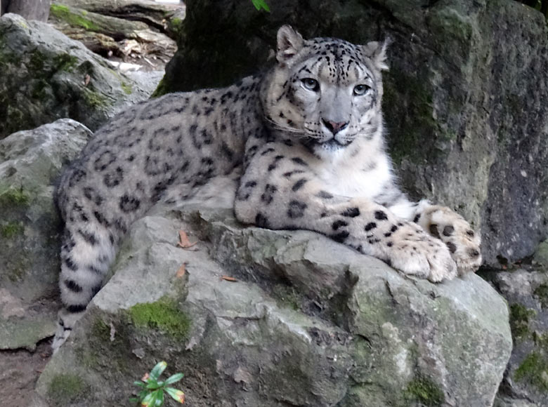 Schneeleoparden-Kater IRBIS am 6. Oktober 2016 im Zoologischen Garten der Stadt Wuppertal