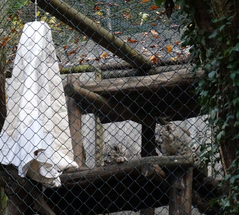 Halloween-Dekoration im Gehege der Schneeleoparden am 30. Oktober 2016 im Zoologischen Garten der Stadt Wuppertal