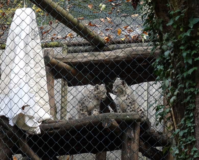 Halloween-Dekoration im Gehege der Schneeleoparden am 30. Oktober 2016 im Wuppertaler Zoo
