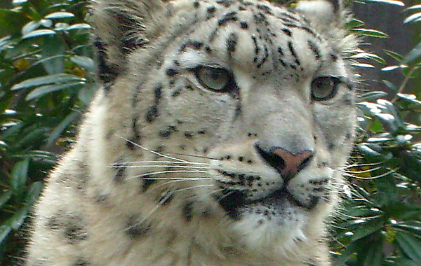 Schneeleopard im Zoologischen Garten Wuppertal im April 2008