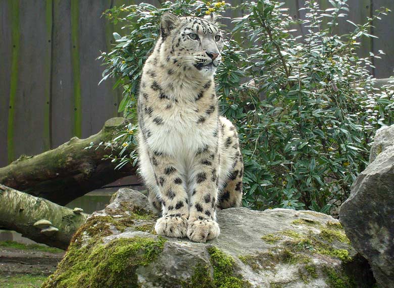 Schneeleopard im Zoo Wuppertal im April 2008