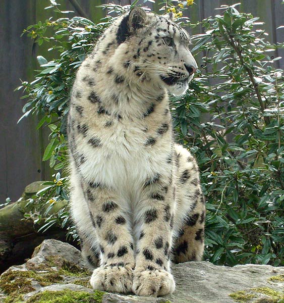 Schneeleopard im Zoologischen Garten Wuppertal im April 2008