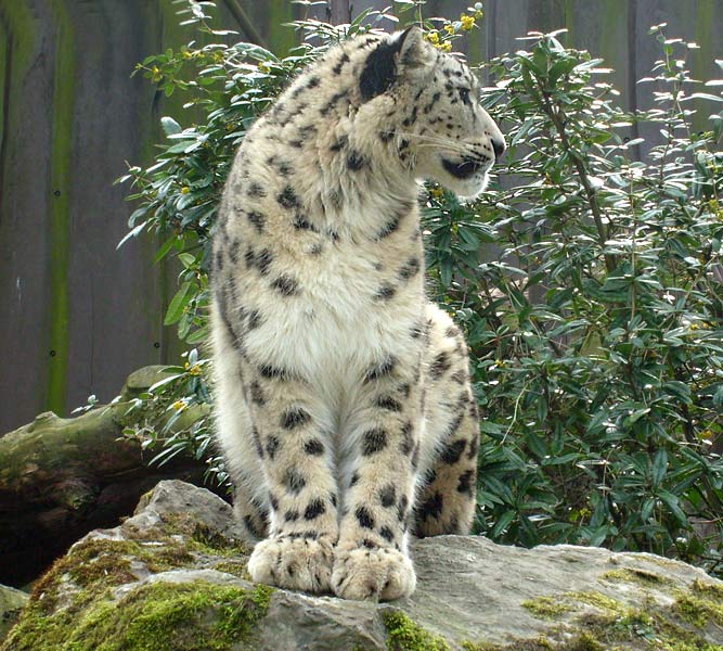 Schneeleopard im Wuppertaler Zoo im April 2008