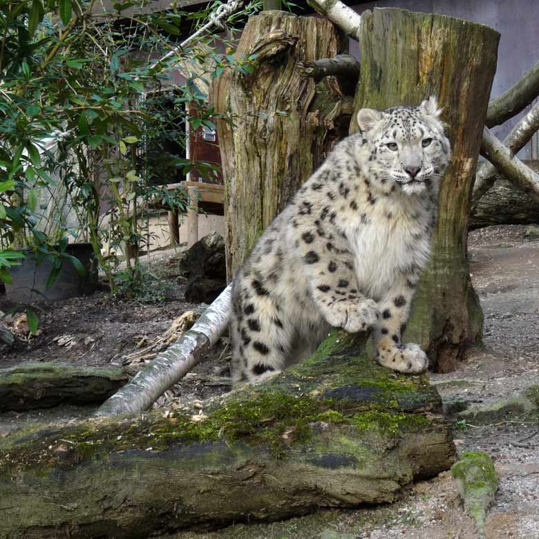 Schneeleopardin am 13. März 2017 im Zoo Wuppertal