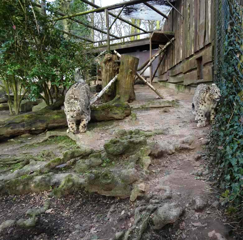 Schneeleoparden am 13. März 2017 im Zoologischen Garten der Stadt Wuppertal