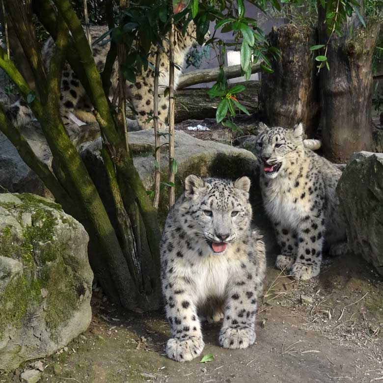 Schneeleoparden am 13. März 2017 im Wuppertaler Zoo