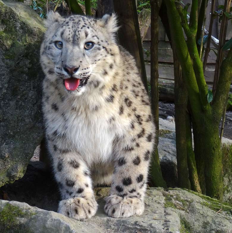 Schneeleoparden-Jungtier am 13. März 2017 im Grünen Zoo Wuppertal