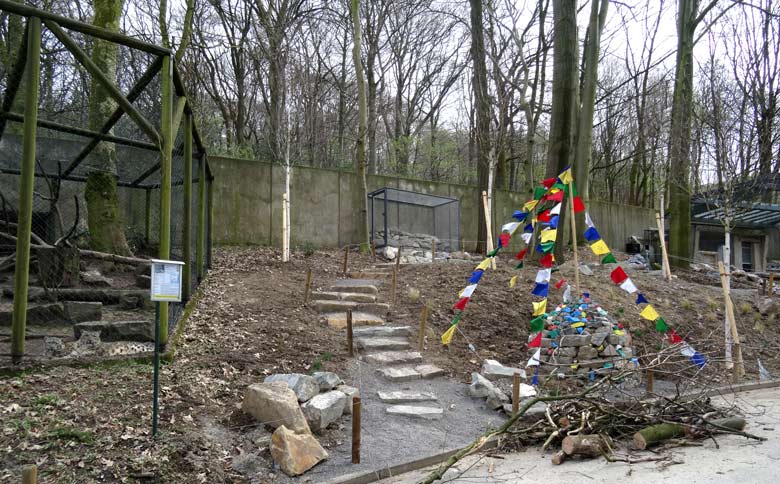 Schneeleoparden-Jungtiere am 1. April 2017 in der alten Anlage neben der Baustelle für die neue Schneeleoparden-Anlage im Grünen Zoo Wuppertal