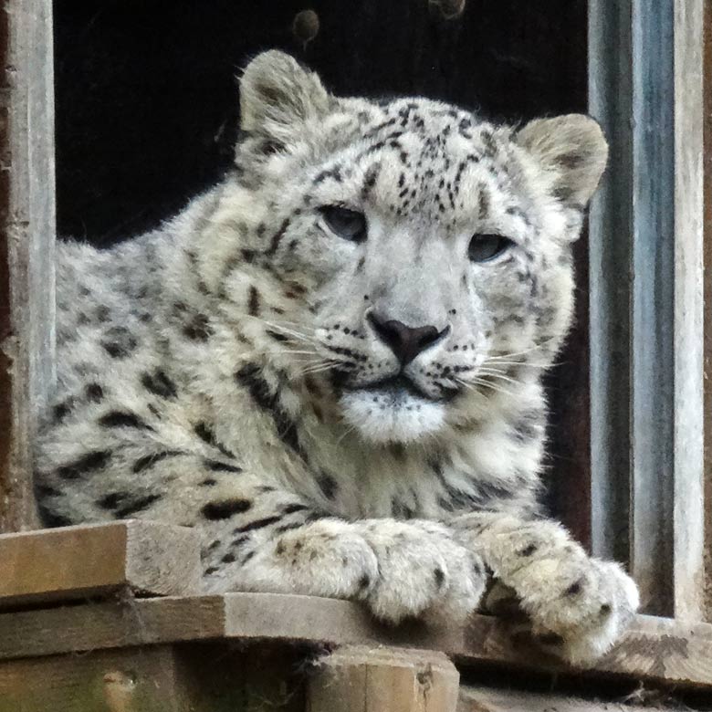 Schneeleopard am 23. April 2017 auf der alten Schneeleopardenanlage im Wuppertaler Zoo