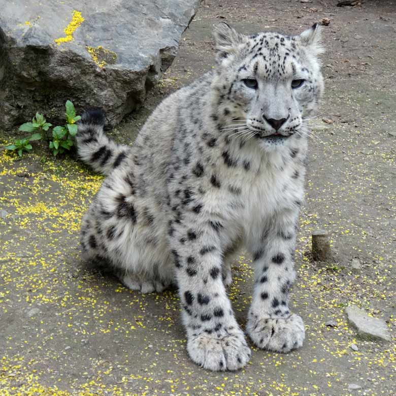 Schneeleopard am 23. April 2017 auf der alten Schneeleopardenanlage im Zoologischen Garten der Stadt Wuppertal