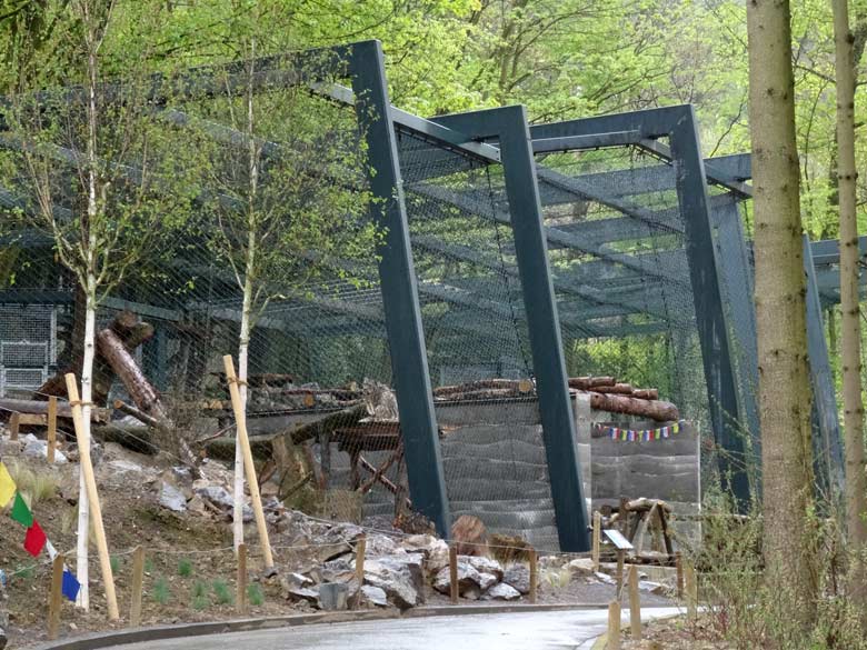 Schneeleopard am 1. Mai 2017 in der neuen Schneeleoparden-Anlage im Zoo Wuppertal