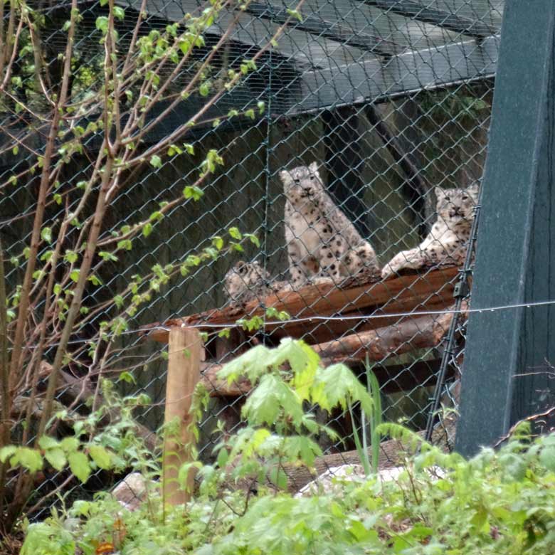 Die drei Schneeleoparden-Jungtiere am 1. Mai 2017 in der neuen Schneeleoparden-Anlage im Wuppertaler Zoo