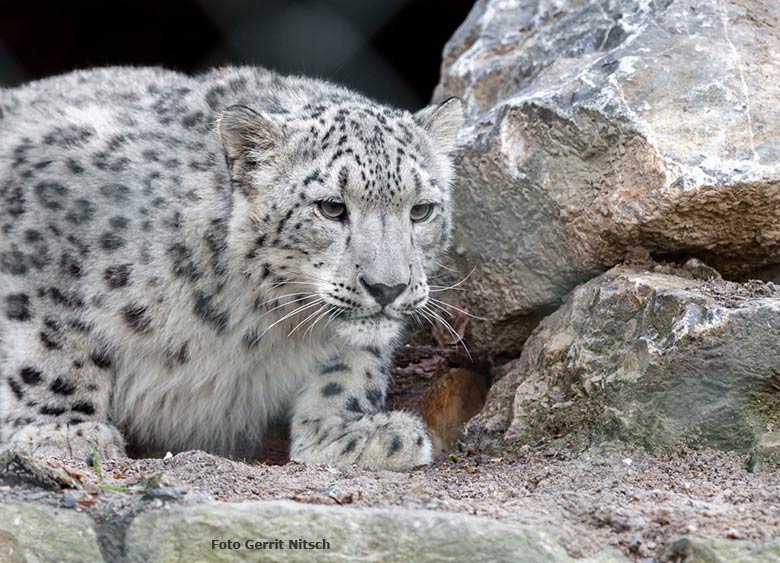 Schneeleoparden-Jungtier am 6. Mai 2017 in der neuen Schneeleopardenanlage im Zoologischen Garten der Stadt Wuppertal (Foto Gerrit Nitsch)