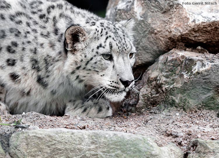 Schneeleoparden-Jungtier am 6. Mai 2017 in der neuen Schneeleopardenanlage im Wuppertaler Zoo (Foto Gerrit Nitsch)