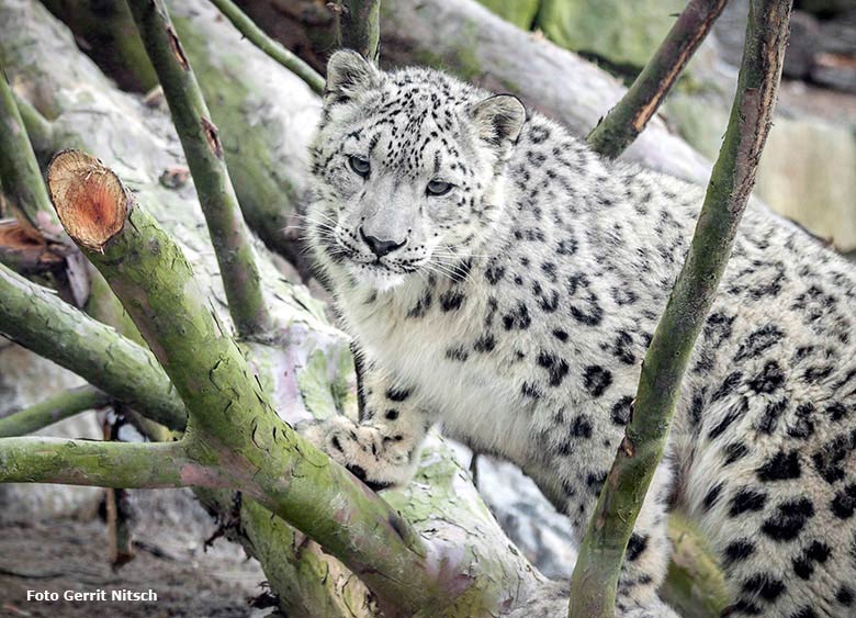 Schneeleoparden-Jungtier am 6. Mai 2017 in der neuen Schneeleopardenanlage im Grünen Zoo Wuppertal (Foto Gerrit Nitsch)