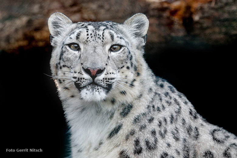 Schneeleopardin ADITI am 6. Mai 2017 in der neuen Schneeleopardenanlage im Zoo Wuppertal (Foto Gerrit Nitsch)