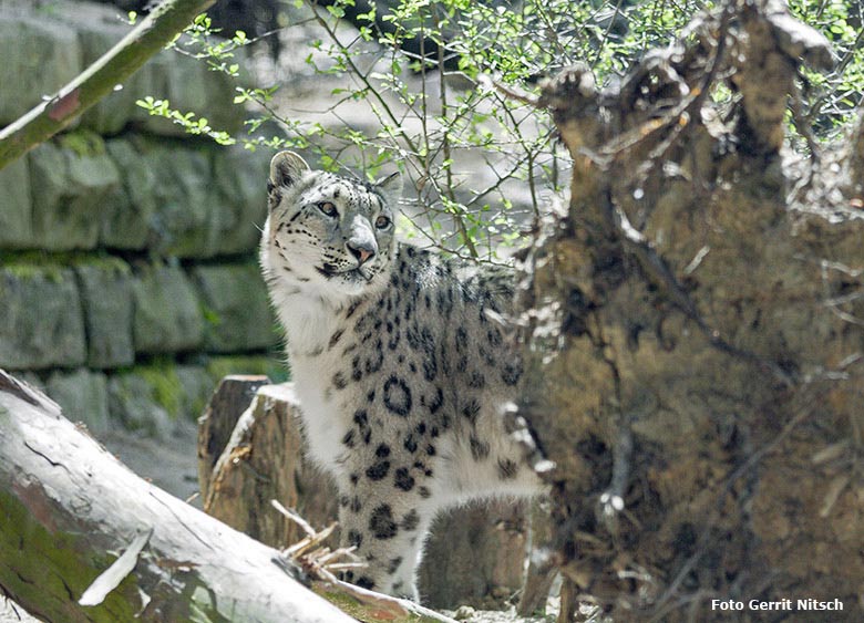 Schneeleopard am 11. Mai 2017 auf der neuen Schneeleoparden-Anlage im Grünen Zoo Wuppertal (Foto Gerrit Nitsch)