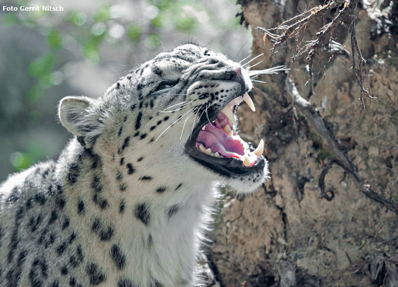 Schneeleopard am 11. Mai 2017 auf der neuen Schneeleoparden-Anlage im Zoologischen Garten der Stadt Wuppertal (Foto Gerrit Nitsch)