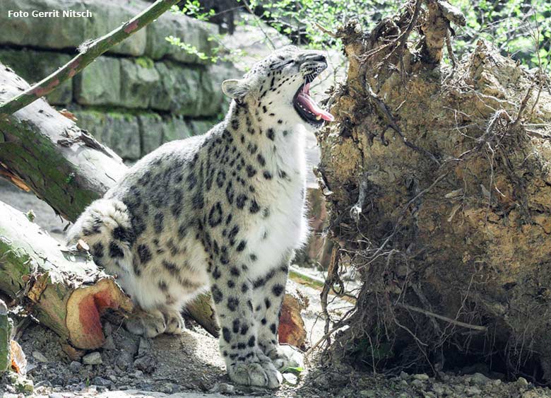 Schneeleopard am 11. Mai 2017 auf der neuen Schneeleoparden-Anlage im Zoo Wuppertal (Foto Gerrit Nitsch)