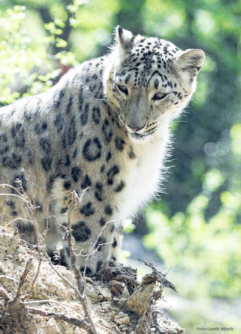 Schneeleopard am 11. Mai 2017 auf der neuen Schneeleoparden-Anlage im Grünen Zoo Wuppertal (Foto Gerrit Nitsch)