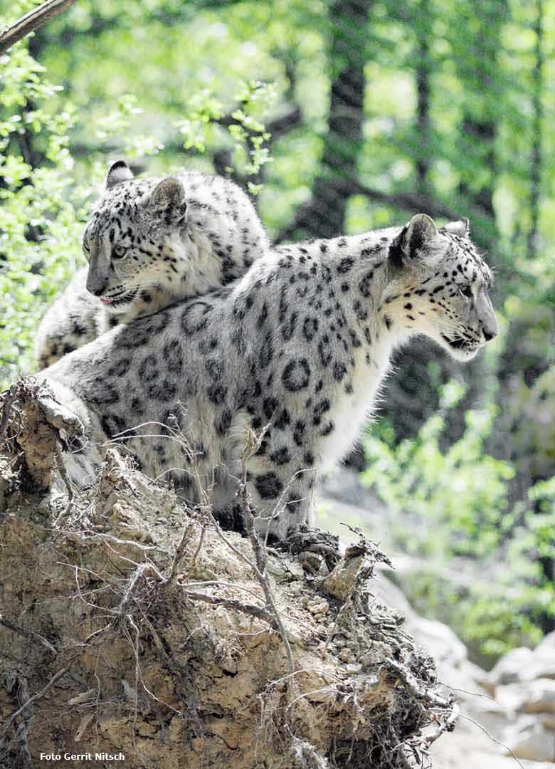 Schneeleoparden am 11. Mai 2017 auf der neuen Schneeleoparden-Anlage im Zoo Wuppertal (Foto Gerrit Nitsch)