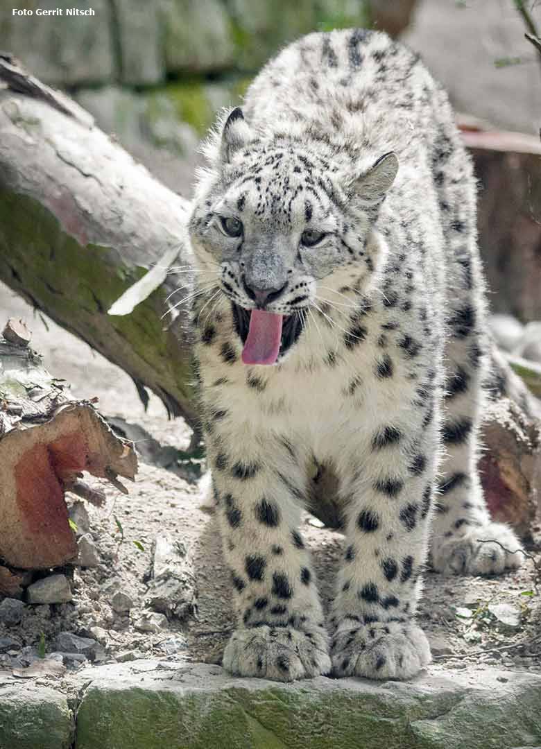 Schneeleopard am 11. Mai 2017 auf der neuen Schneeleoparden-Anlage im Zoologischen Garten der Stadt Wuppertal (Foto Gerrit Nitsch)