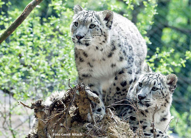 Schneeleoparden am 11. Mai 2017 auf der neuen Schneeleoparden-Anlage im Wuppertaler Zoo (Foto Gerrit Nitsch)