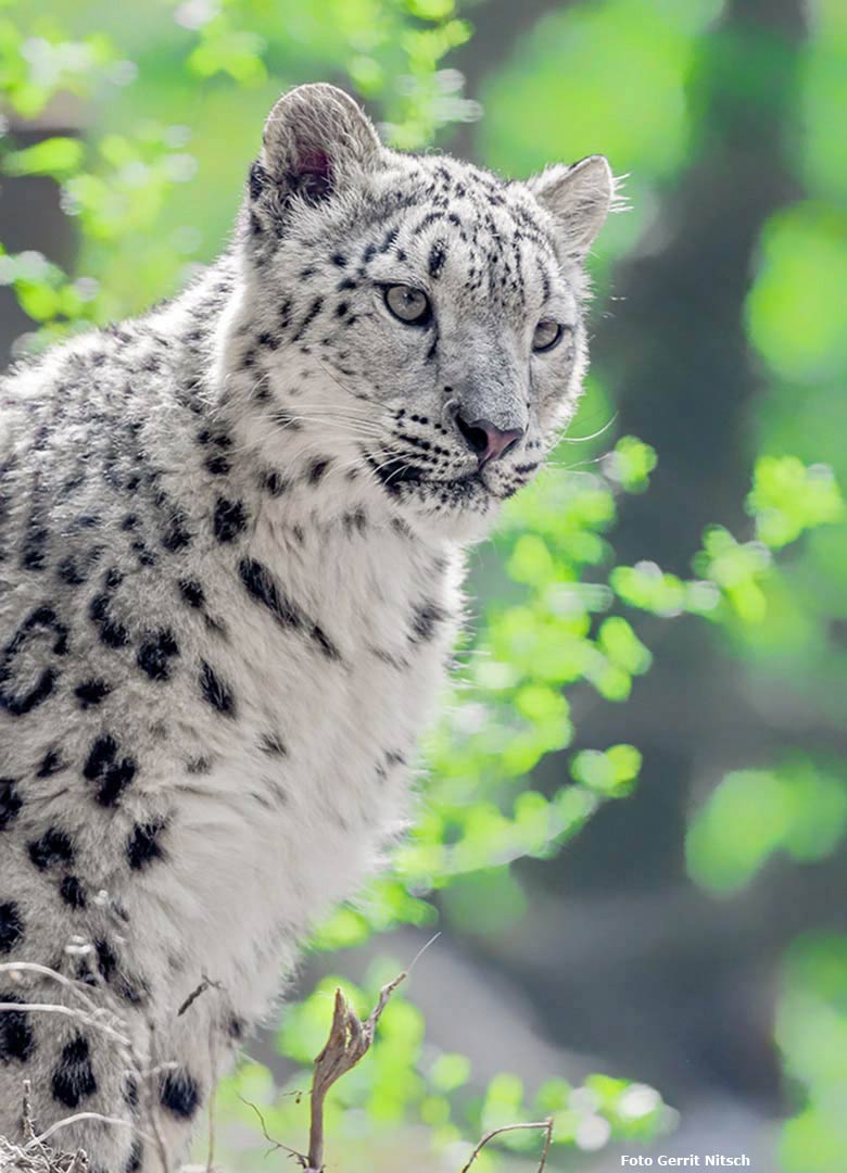 Schneeleopard am 11. Mai 2017 auf der neuen Schneeleoparden-Anlage im Grünen Zoo Wuppertal (Foto Gerrit Nitsch)