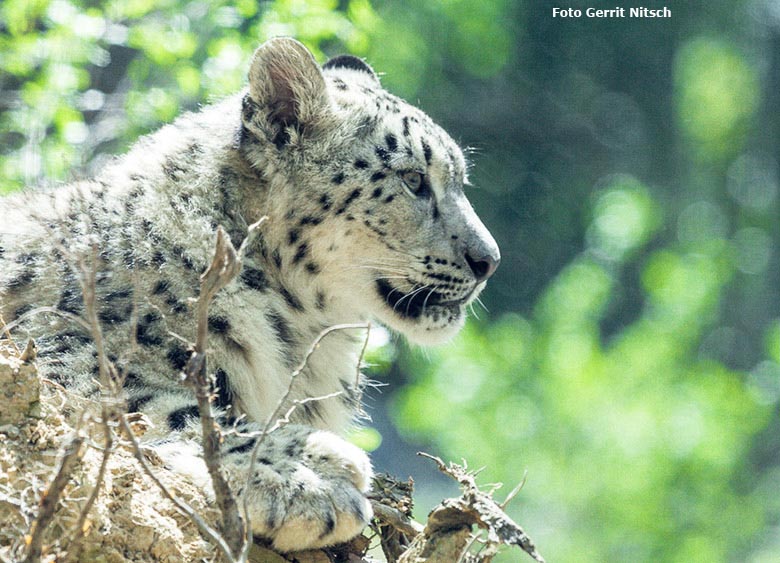 Schneeleopard am 11. Mai 2017 auf der neuen Schneeleoparden-Anlage im Zoo Wuppertal (Foto Gerrit Nitsch)