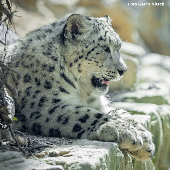 Schneeleoparden-Jungtier im Wuppertaler Zoo am 11. Mai 2017 (Foto Gerrit Nitsch)