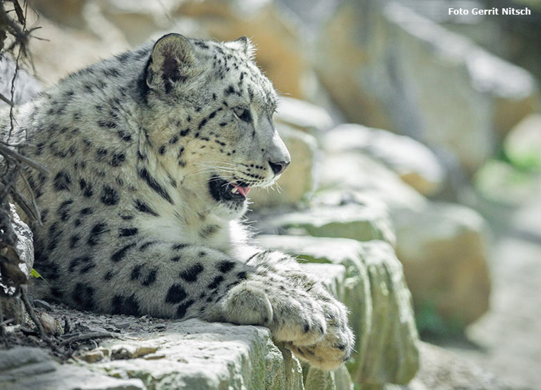 Schneeleoparden-Jungtier am 11. Mai 2017 auf der neuen Schneeleoparden-Anlage im Zoologischen Garten der Stadt Wuppertal (Foto Gerrit Nitsch)