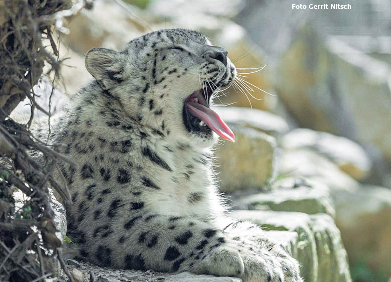 Schneeleoparden-Jungtier am 11. Mai 2017 auf der neuen Schneeleoparden-Anlage im Wuppertaler Zoo (Foto Gerrit Nitsch)