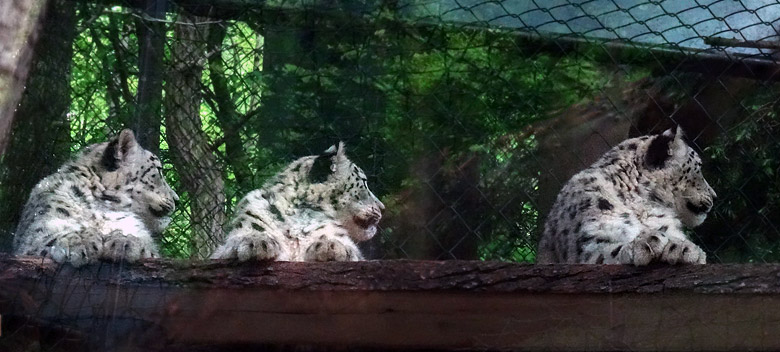 Drei Schneeleoparden-Jungtiere am 16. Mai 2017 auf der neuen Schneeleoparden-Anlage im Zoologischen Garten der Stadt Wuppertal