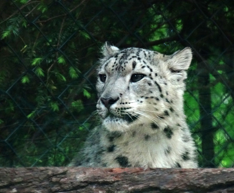 Schneeleoparden-Jungtier am 16. Mai 2017 auf der neuen Schneeleoparden-Anlage im Grünen Zoo Wuppertal