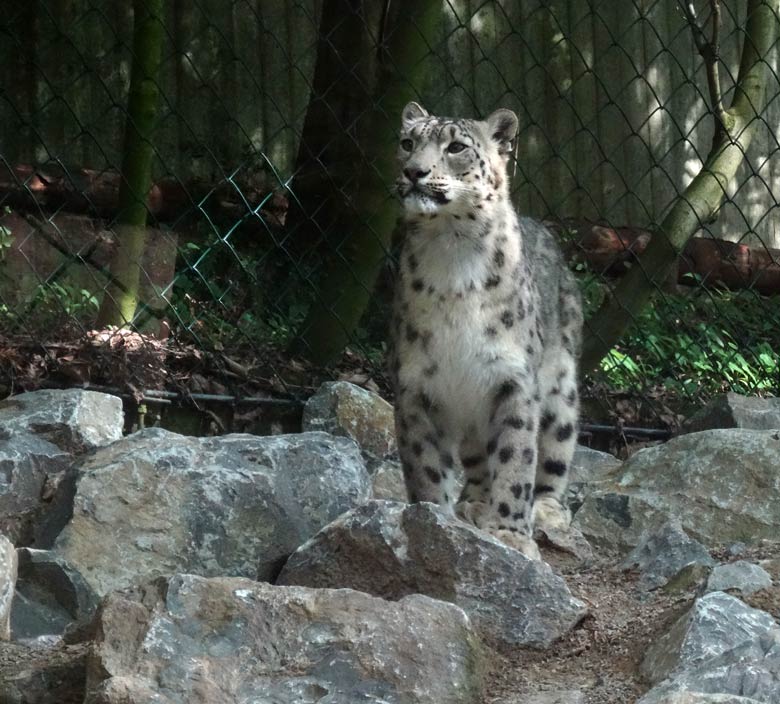 Schneeleoparden-Weibchen am 16. Mai 2017 auf der neuen Schneeleoparden-Anlage im Wuppertaler Zoo