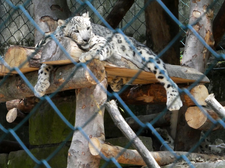 Zaunblick auf einen Schneeleopard am 9. Juli 2017 im Wuppertaler Zoo