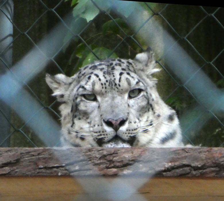 Zaunblick auf einen Schneeleopard am 9. Juli 2017 im Grünen Zoo Wuppertal