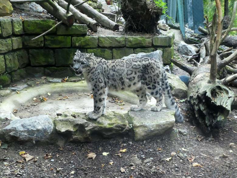 Schneeleopard am 28. September 2017 auf der Außenanlage im Wuppertaler Zoo